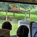 新竹縣關西鎮六福村主題遊樂園：猛獸區巴士 (3).jpg