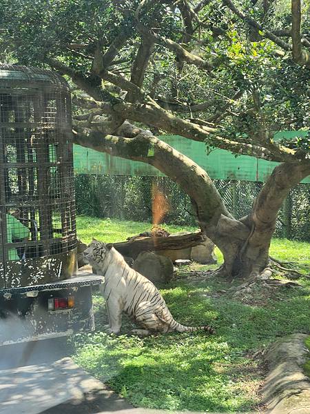 新竹縣關西鎮六福村主題遊樂園：猛獸區巴士 (9).jpg