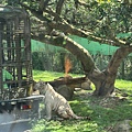 新竹縣關西鎮六福村主題遊樂園：猛獸區巴士 (9).jpg