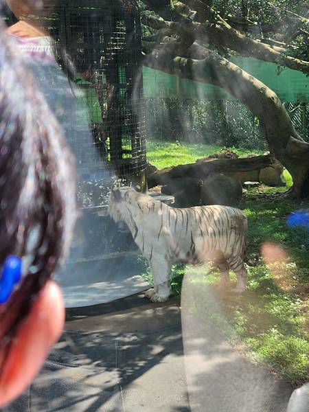 新竹縣關西鎮六福村主題遊樂園：猛獸區巴士 (12).jpg