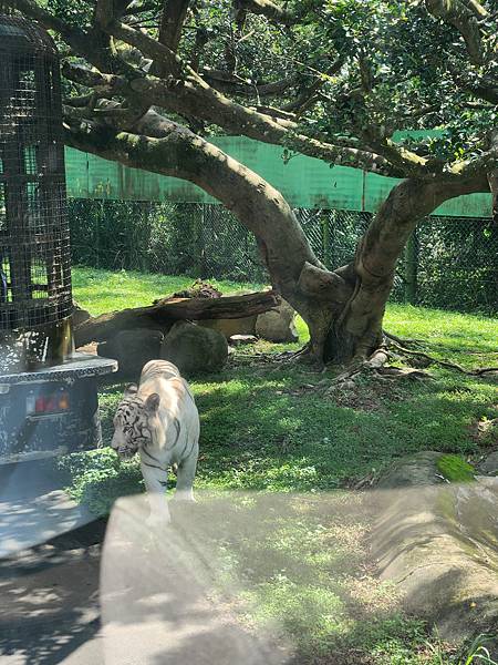 新竹縣關西鎮六福村主題遊樂園：猛獸區巴士 (11).jpg