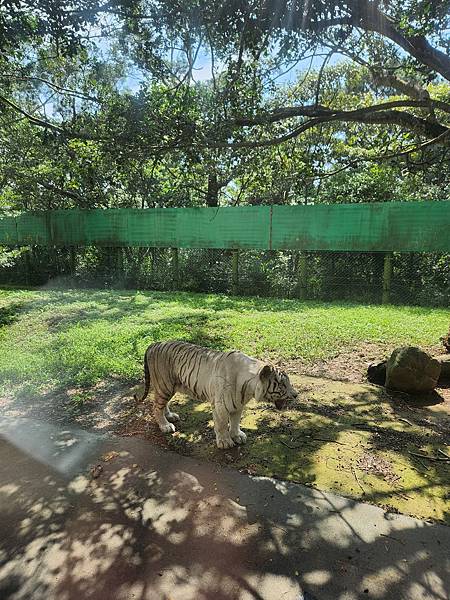 新竹縣關西鎮六福村主題遊樂園：猛獸區巴士 (15).jpg