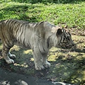 新竹縣關西鎮六福村主題遊樂園：猛獸區巴士 (16).jpg