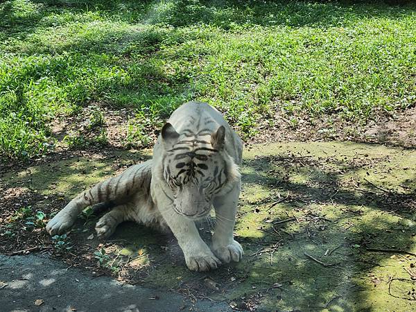 新竹縣關西鎮六福村主題遊樂園：猛獸區巴士 (17).jpg