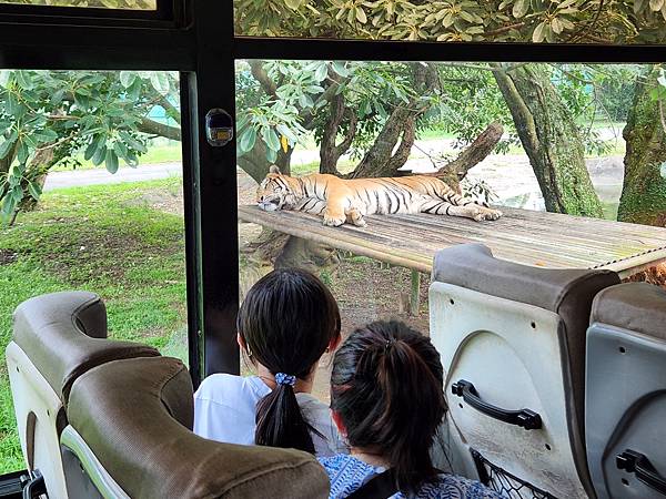 新竹縣關西鎮六福村主題遊樂園：猛獸區巴士 (20).jpg