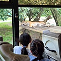 新竹縣關西鎮六福村主題遊樂園：猛獸區巴士 (20).jpg