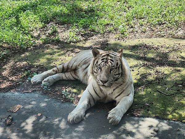 新竹縣關西鎮六福村主題遊樂園：猛獸區巴士 (19).jpg