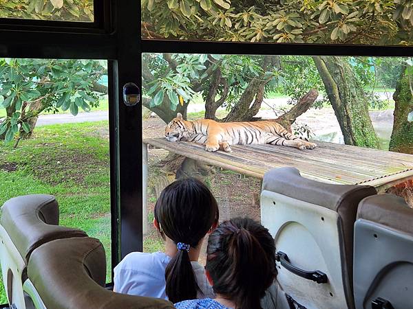 新竹縣關西鎮六福村主題遊樂園：猛獸區巴士 (21).jpg