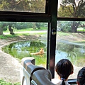 新竹縣關西鎮六福村主題遊樂園：猛獸區巴士 (23).jpg