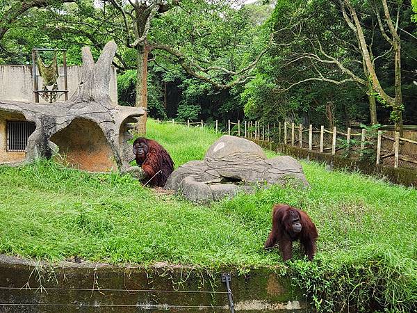 新竹縣關西鎮六福村主題遊樂園：非洲部落 (14).jpg