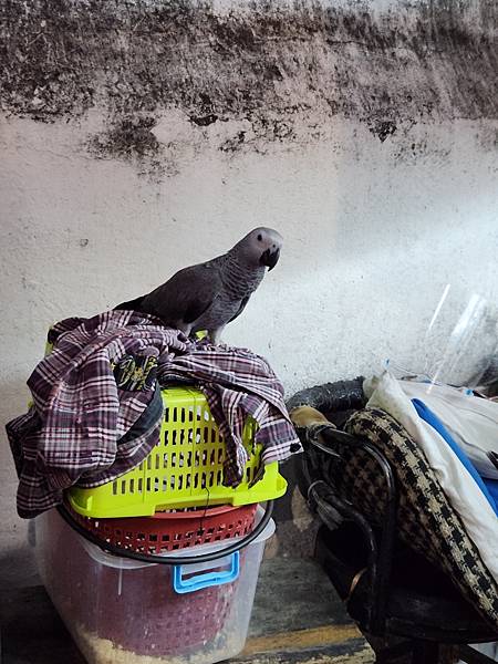 泰國清邁Rotee Pa Day (5).jpg