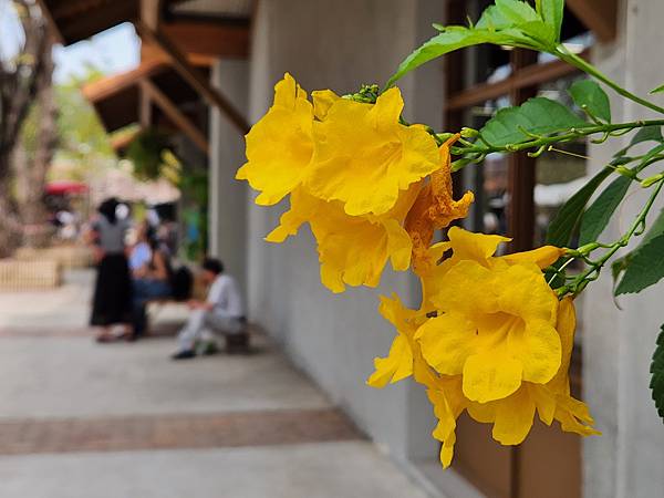 泰國清邁Jing Jai Market Chiang Mai (4).jpg