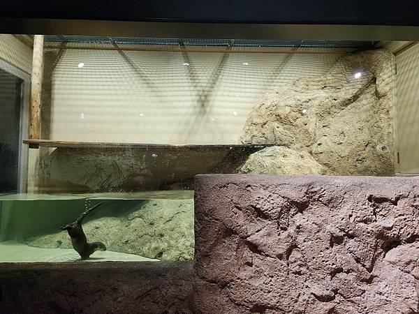 日本沖縄県iias沖縄豊崎:DMMかりゆし水族館 (22).jpg