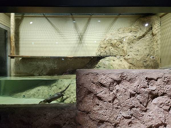 日本沖縄県iias沖縄豊崎:DMMかりゆし水族館 (23).jpg