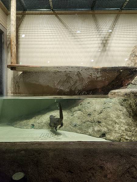 日本沖縄県iias沖縄豊崎:DMMかりゆし水族館 (25).jpg
