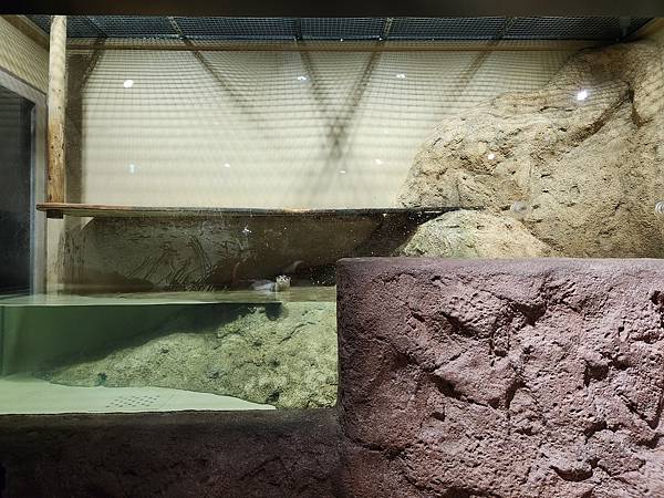 日本沖縄県iias沖縄豊崎:DMMかりゆし水族館 (26).jpg