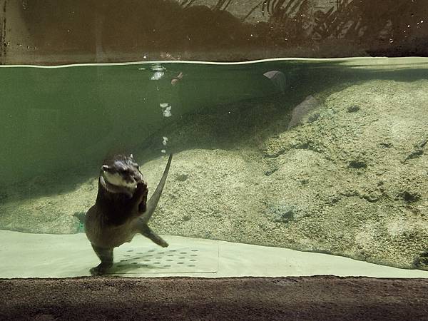 日本沖縄県iias沖縄豊崎:DMMかりゆし水族館 (28).jpg