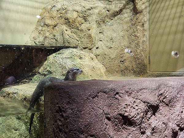 日本沖縄県iias沖縄豊崎:DMMかりゆし水族館 (33).jpg