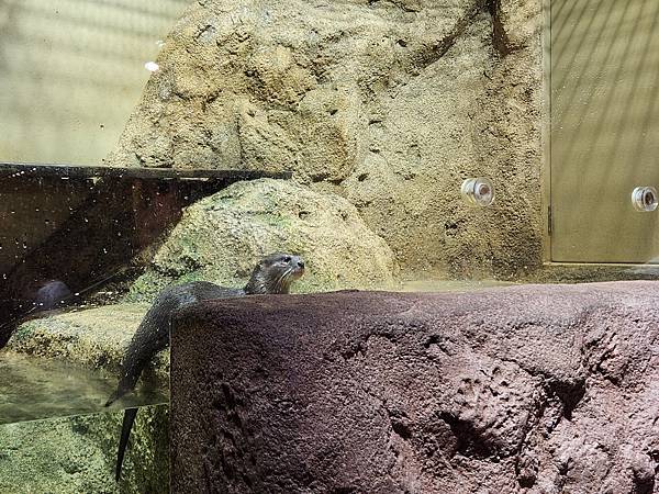 日本沖縄県iias沖縄豊崎:DMMかりゆし水族館 (34).jpg