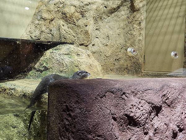 日本沖縄県iias沖縄豊崎:DMMかりゆし水族館 (35).jpg