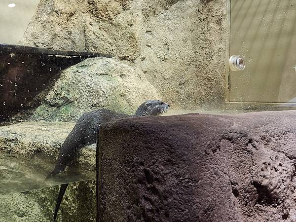 日本沖縄県iias沖縄豊崎:DMMかりゆし水族館 (36).jpg