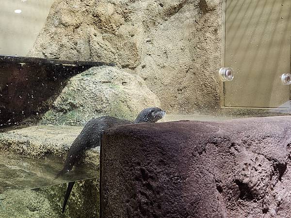 日本沖縄県iias沖縄豊崎:DMMかりゆし水族館 (37).jpg