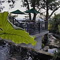 潭子風動石餐廳植物+水池.jpg