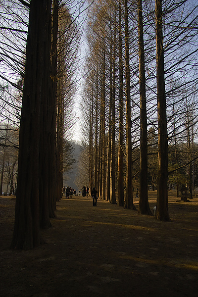 韓國南怡島冬季戀歌林道3.jpg