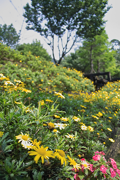 台北北投發現花園一隅.jpg