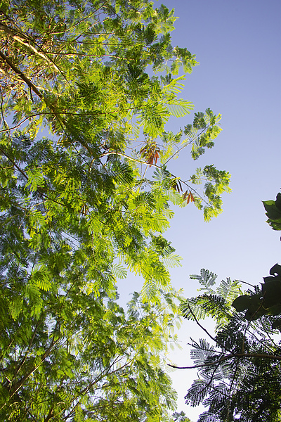 高雄市半屏山自然公園秋香.jpg