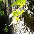 高雄市半屏山自然公園新生.jpg