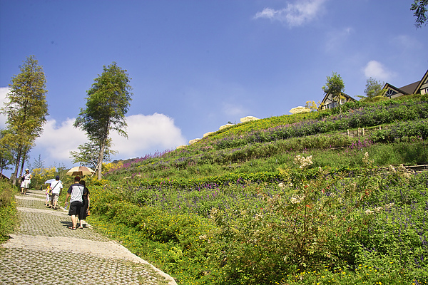 桃園縣復興鄉富野綿羊牧場花海.jpg