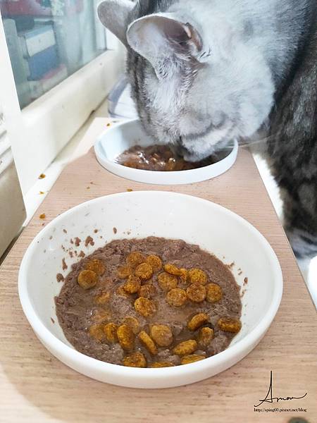 瑪恩吉貓咪濕食_210411_15.jpg