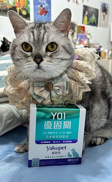 【寵物保健】貓關節保健食品實測｜Yakupet優固倍Y01優