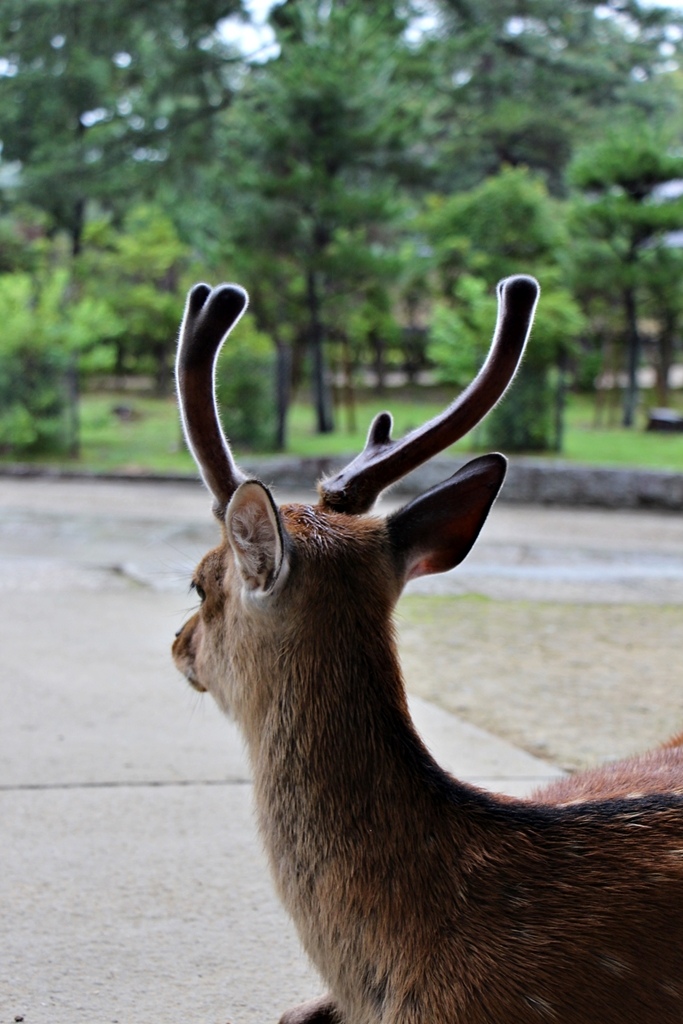 關西輕旅行(15)八坂通、八坂塔、三年坂、二年坂、清水寺