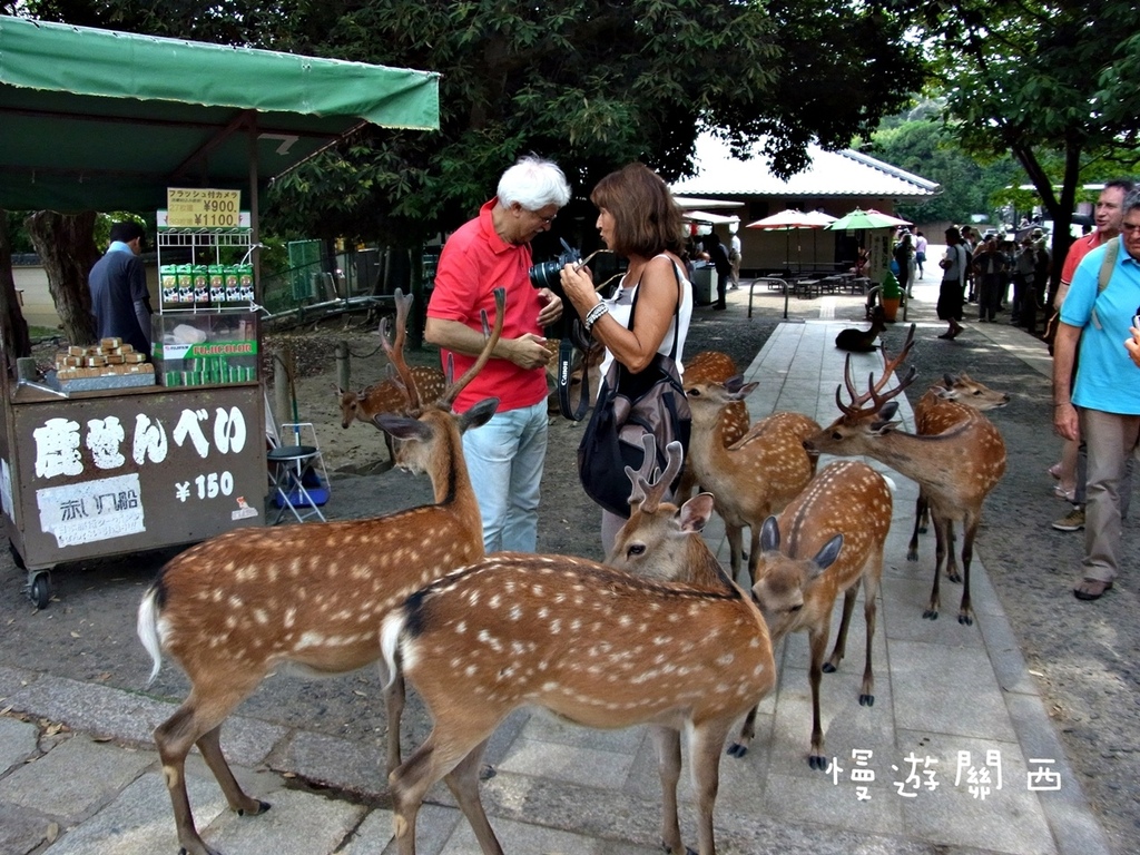 慢遊關西(36)奈良景點－奈良公園、世界遺產華嚴宗大本山東大