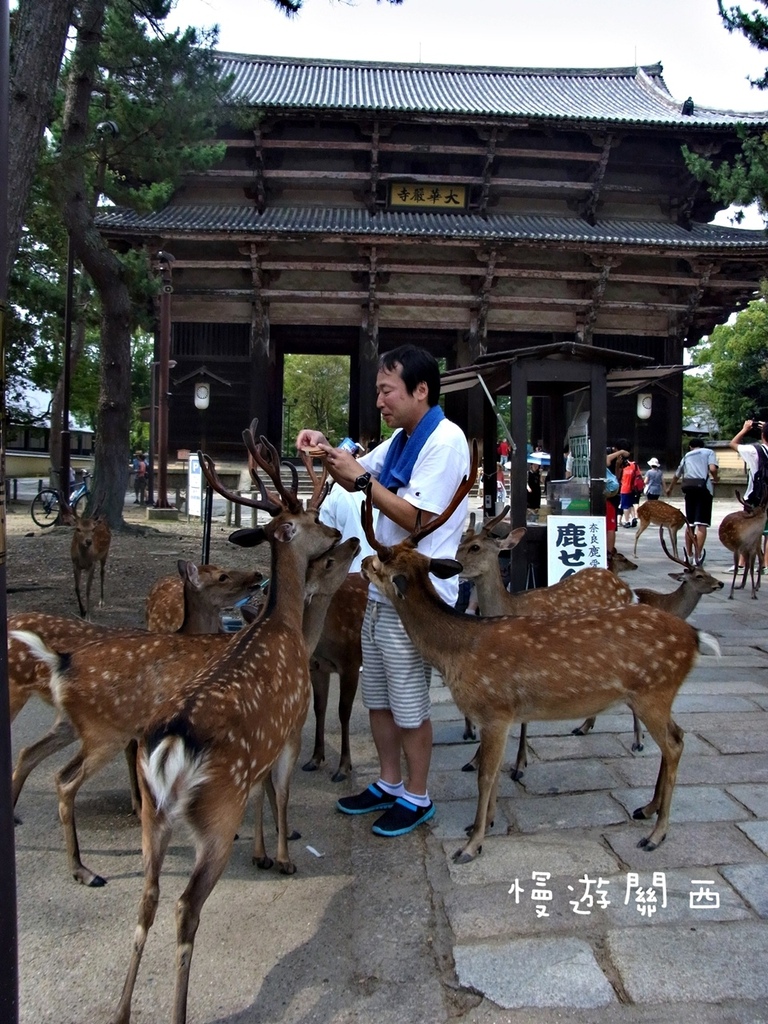 慢遊關西(36)奈良景點－奈良公園、世界遺產華嚴宗大本山東大