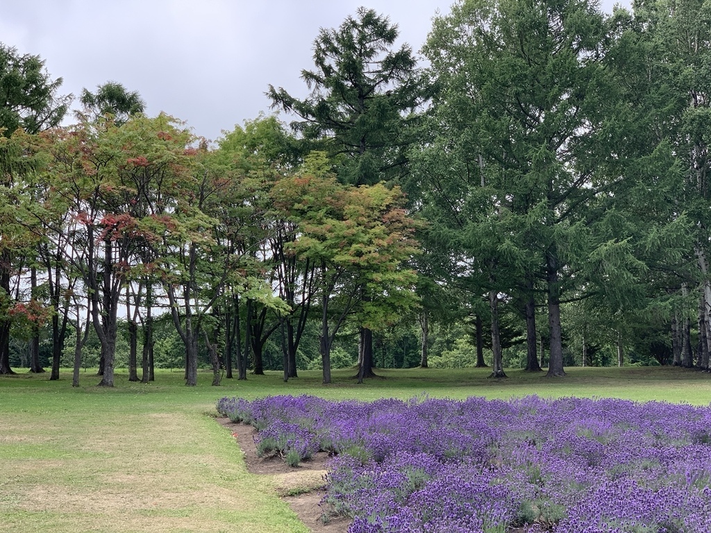 北海道親子夏日遊記(10)｜札幌景點－羊之丘展望台