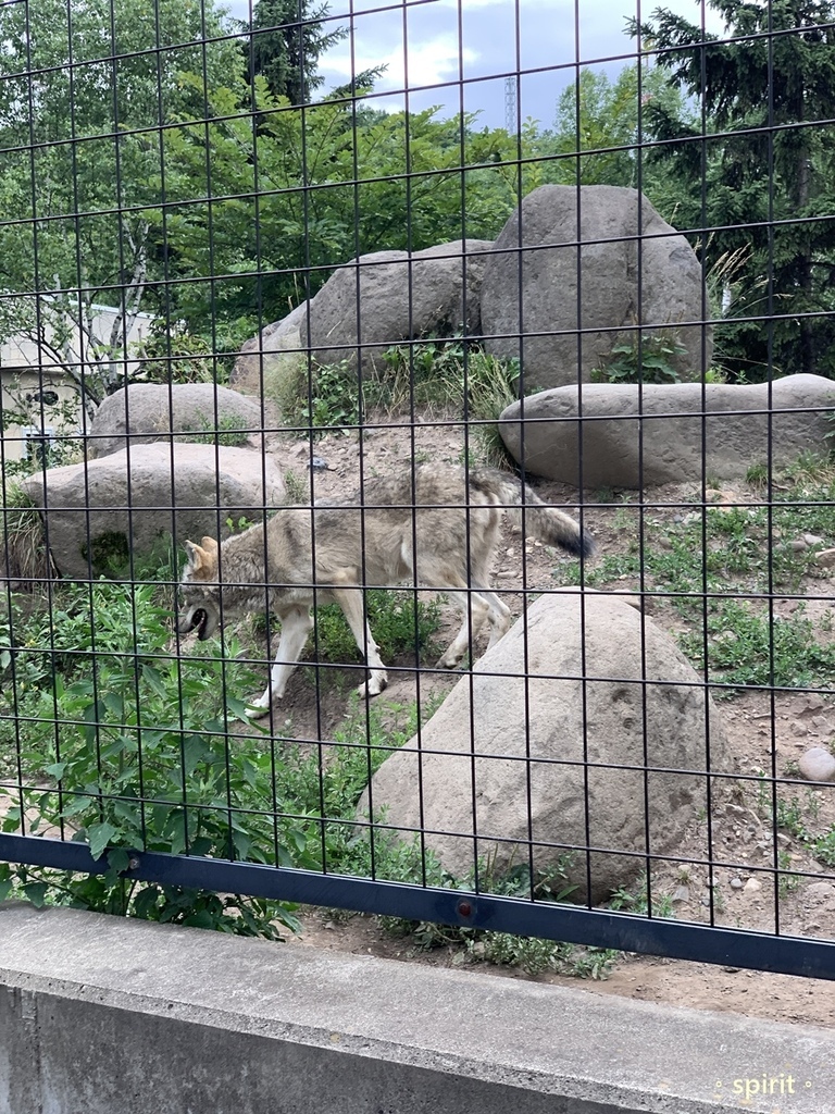 北海道親子夏日遊記(16)｜旭川景點－旭山動物園