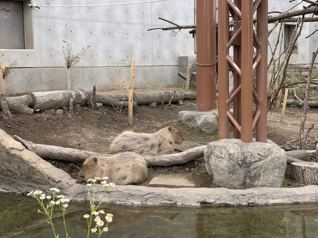 北海道親子夏日遊記(16)｜旭川景點－旭山動物園