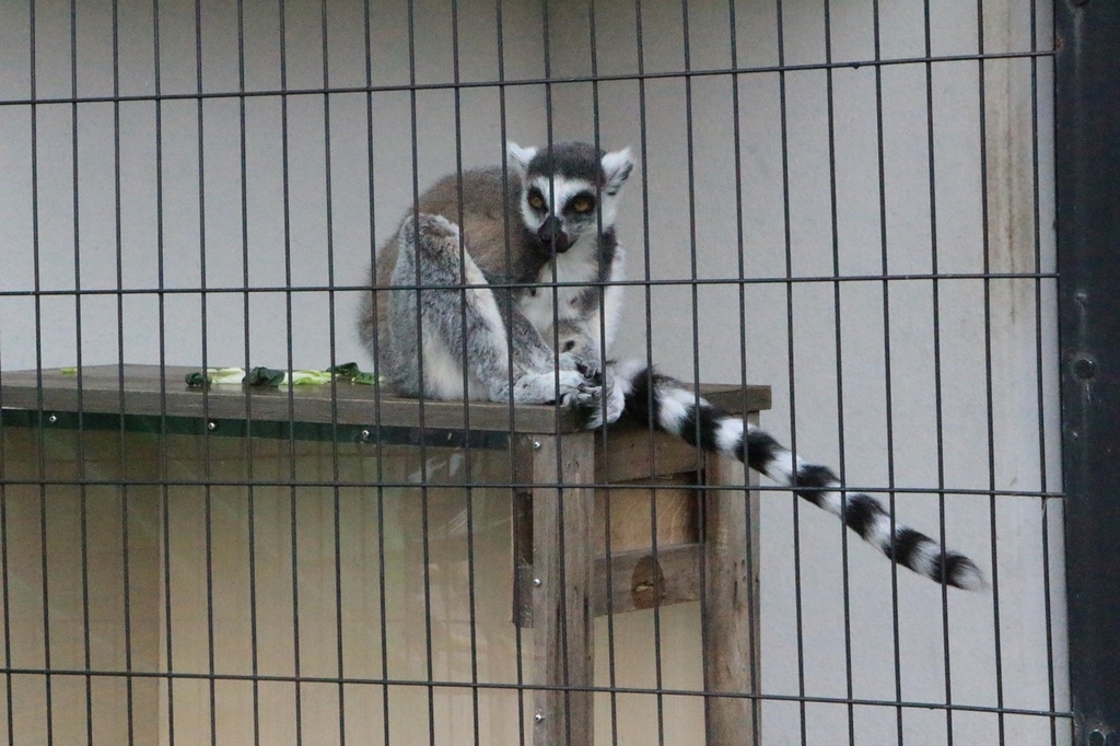 北海道親子夏日遊記(16)｜旭川景點－旭山動物園