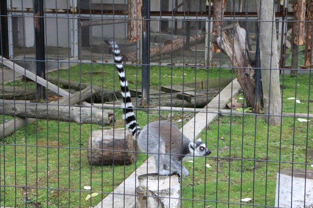 北海道親子夏日遊記(16)｜旭川景點－旭山動物園