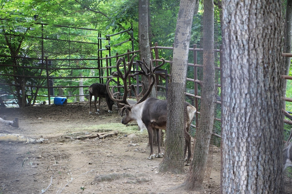 北海道親子夏日遊記(16)｜旭川景點－旭山動物園