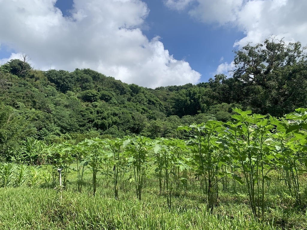 小瓢蟲有機農場｜小農夫體驗活動、採菜撿雞蛋*台中東勢