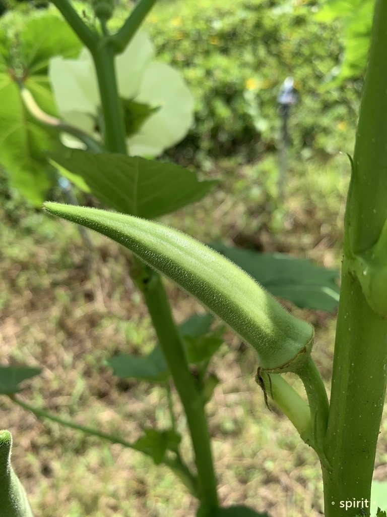 小瓢蟲有機農場｜小農夫體驗活動、採菜撿雞蛋*台中東勢