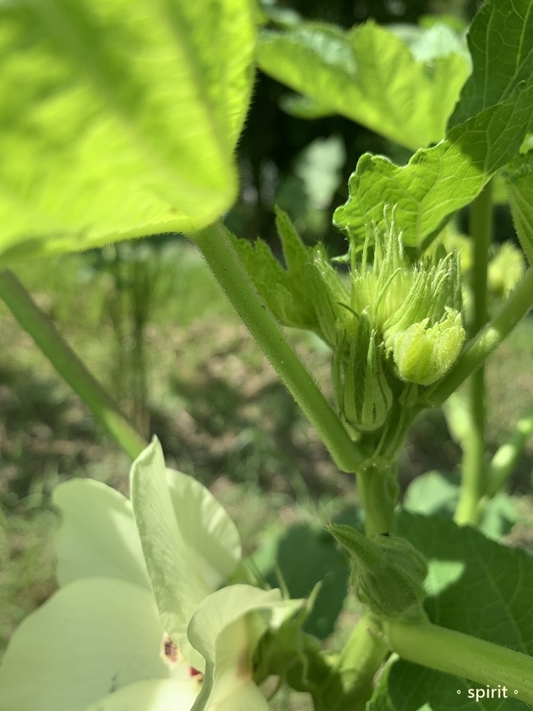 小瓢蟲有機農場｜小農夫體驗活動、採菜撿雞蛋*台中東勢