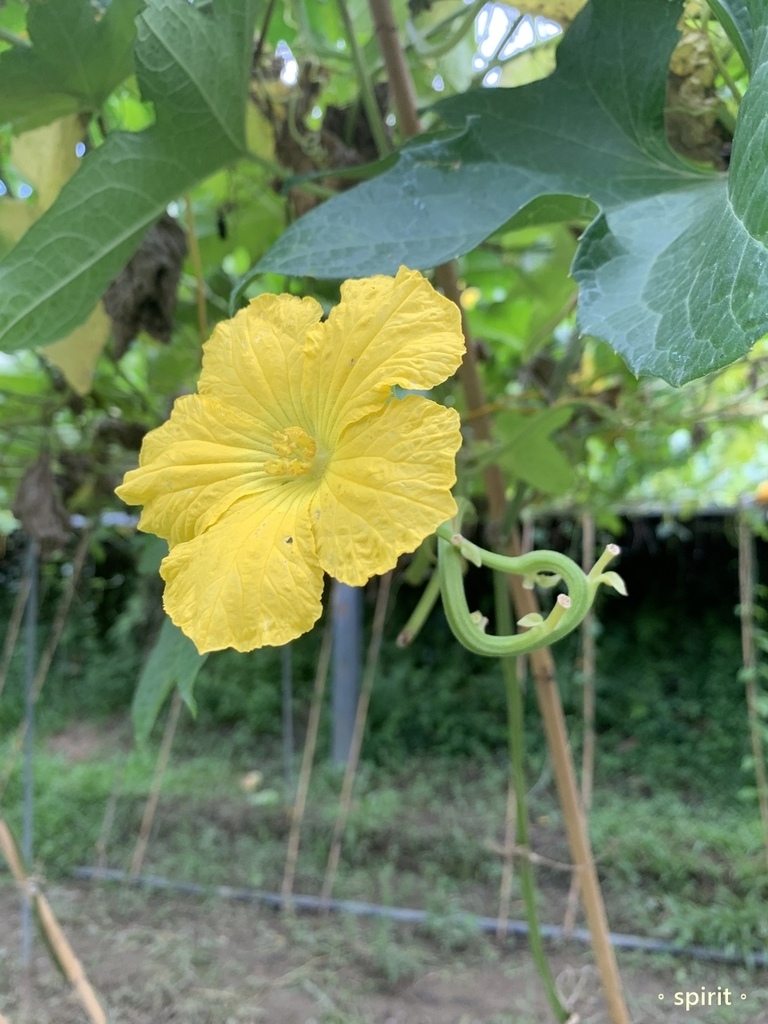 小瓢蟲有機農場｜小農夫體驗活動、採菜撿雞蛋*台中東勢