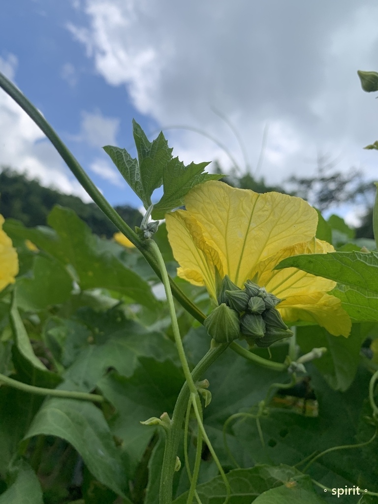 小瓢蟲有機農場｜小農夫體驗活動、採菜撿雞蛋*台中東勢