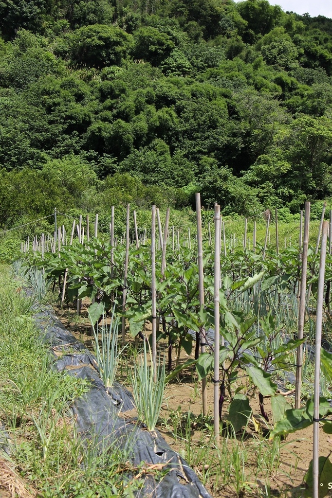 小瓢蟲有機農場｜小農夫體驗活動、採菜撿雞蛋*台中東勢