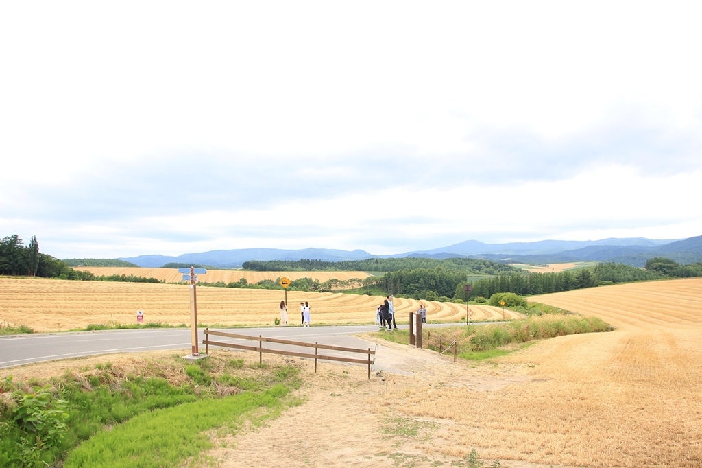 北海道親子夏日遊記(19)｜美瑛景點－拼布之路：親子の木、七